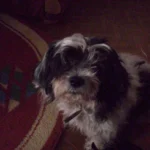 Lilike