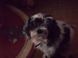 Lilike