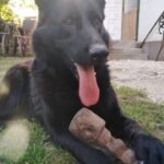 Zora