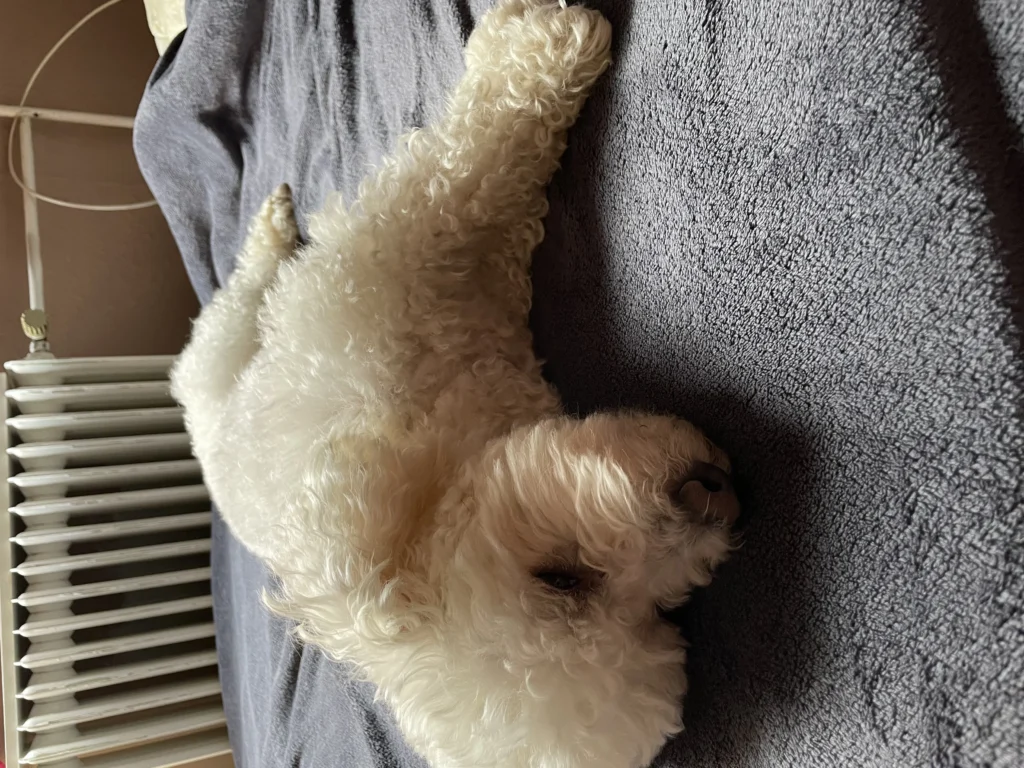 Snoopy — emlékfotó