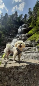 Snoopy
