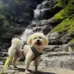Snoopy