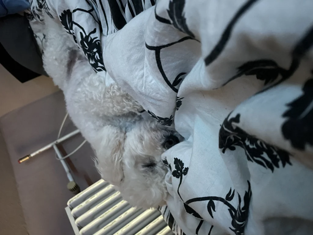 Snoopy — emlékfotó