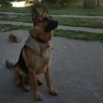 Zeusz